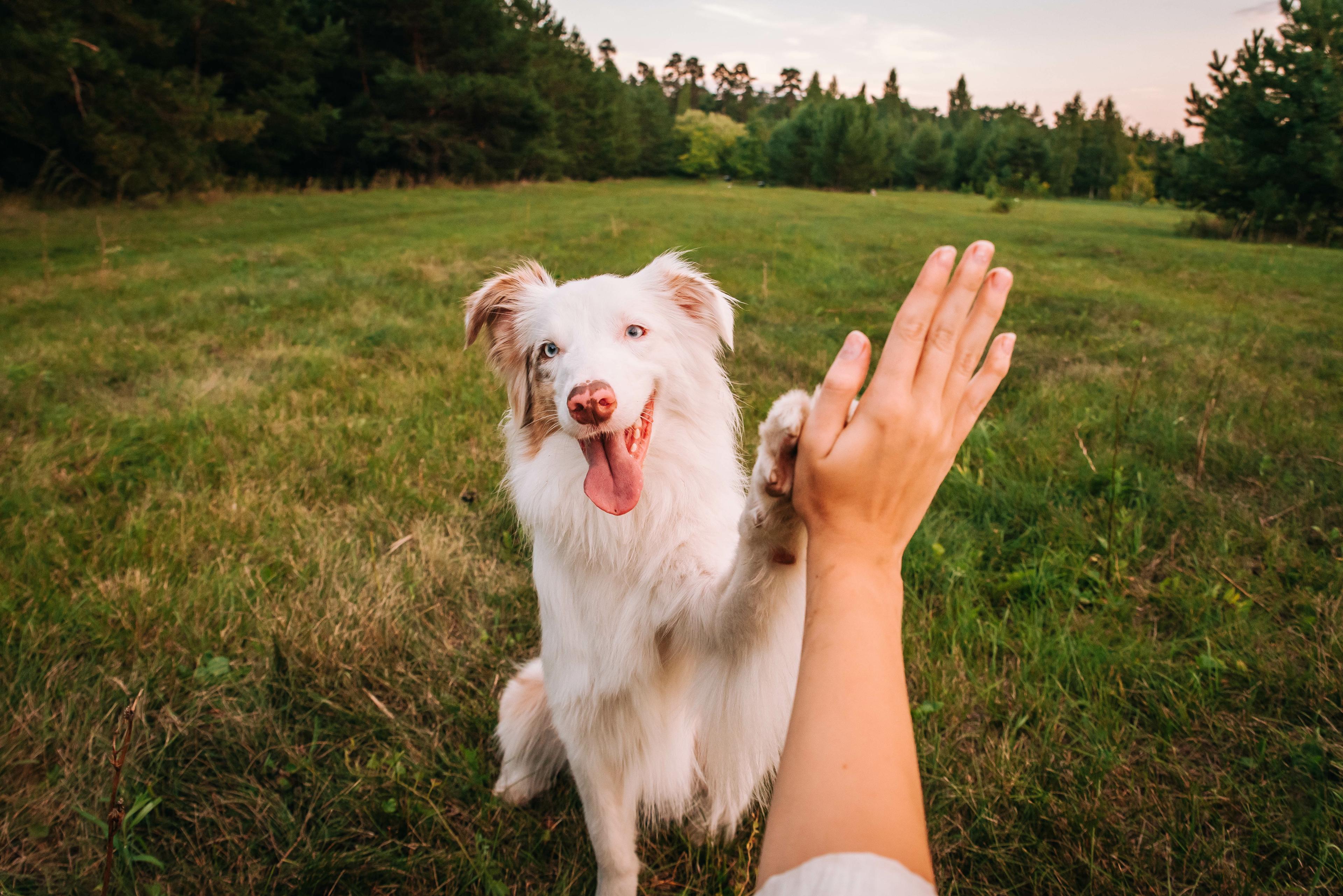 A happy dog leaving the clinic with its owner